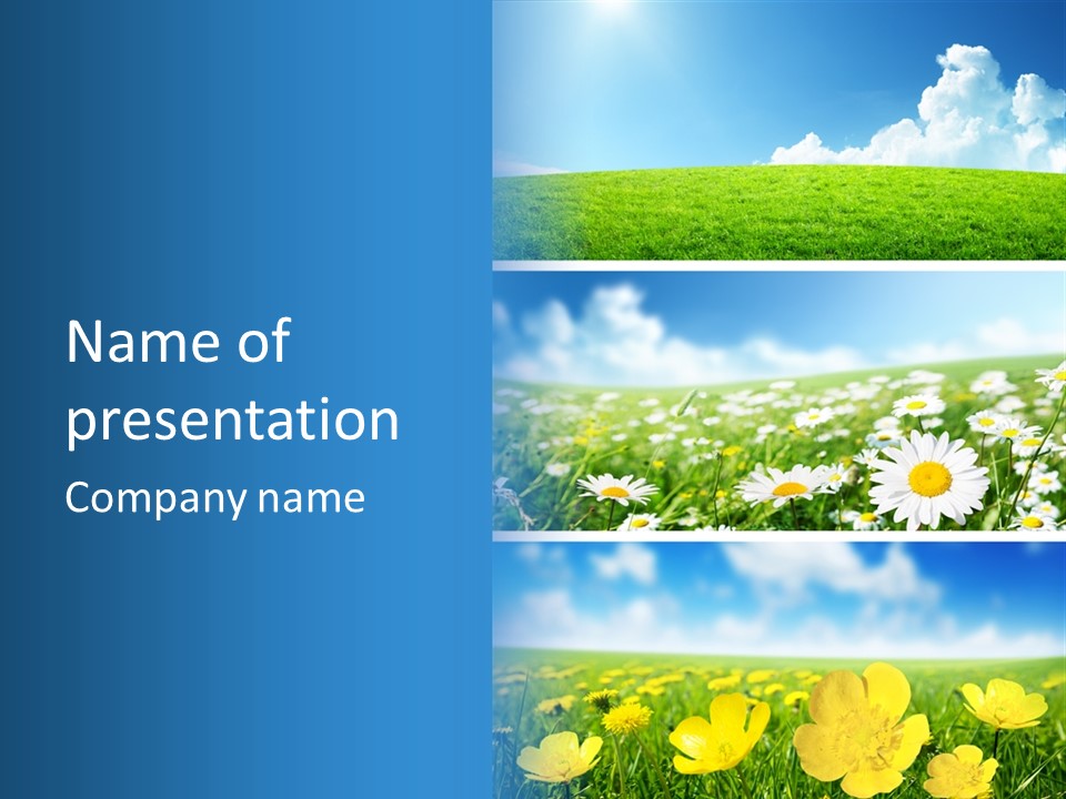 Sunlight Camomile Nobody PowerPoint Template