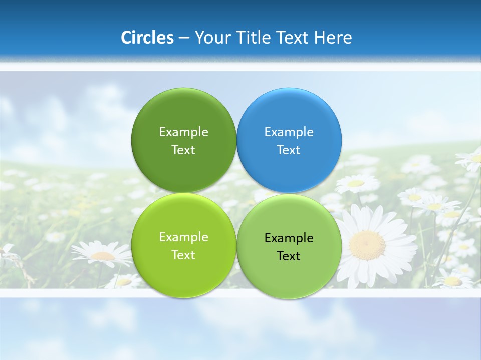 Sunlight Camomile Nobody PowerPoint Template