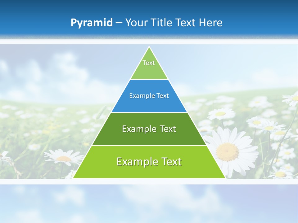 Sunlight Camomile Nobody PowerPoint Template