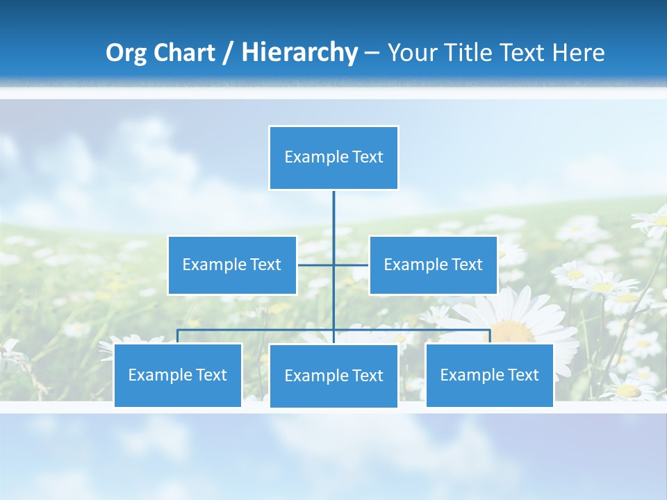 Sunlight Camomile Nobody PowerPoint Template