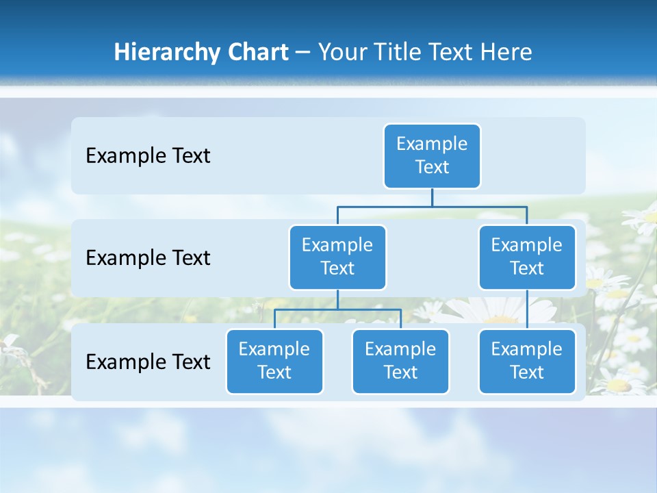 Sunlight Camomile Nobody PowerPoint Template