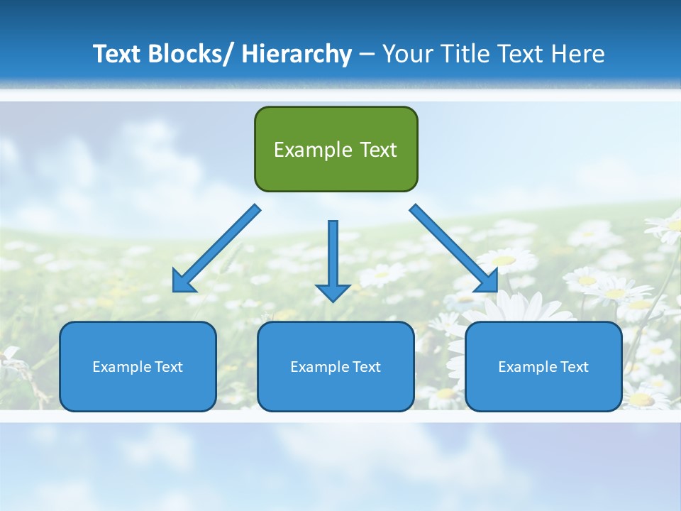 Sunlight Camomile Nobody PowerPoint Template