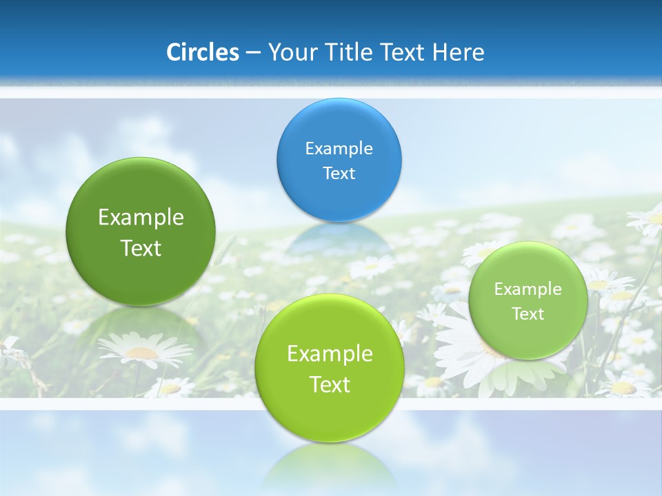 Sunlight Camomile Nobody PowerPoint Template