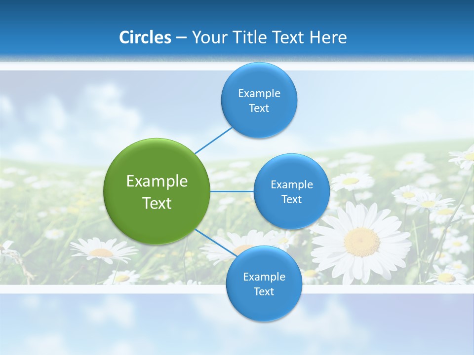 Sunlight Camomile Nobody PowerPoint Template