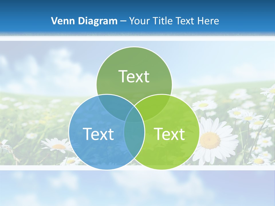 Sunlight Camomile Nobody PowerPoint Template