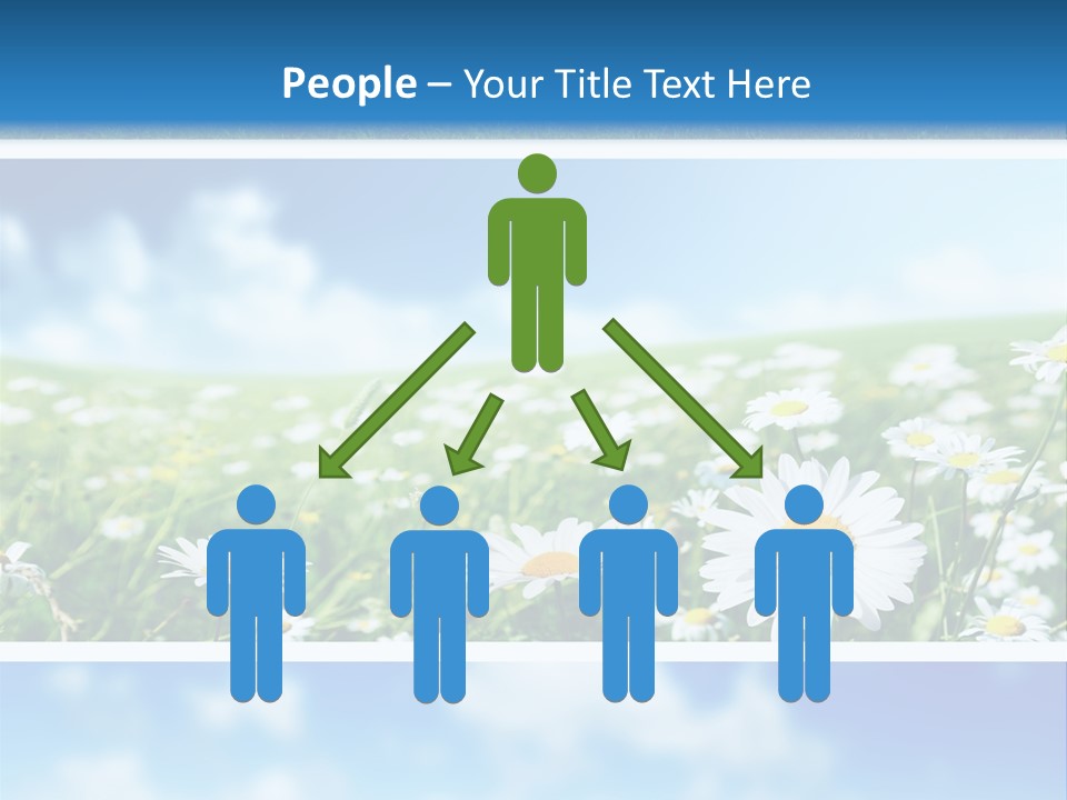 Sunlight Camomile Nobody PowerPoint Template