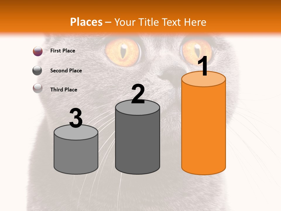 Shorthair Portrait Isolated PowerPoint Template