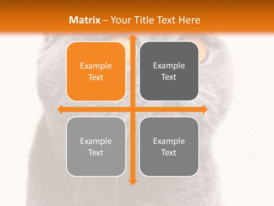 Shorthair Portrait Isolated PowerPoint Template