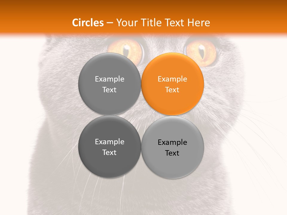 Shorthair Portrait Isolated PowerPoint Template