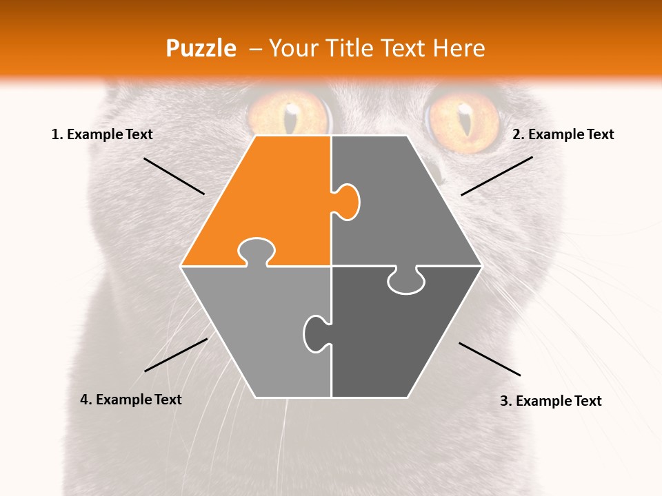 Shorthair Portrait Isolated PowerPoint Template