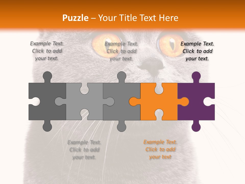 Shorthair Portrait Isolated PowerPoint Template