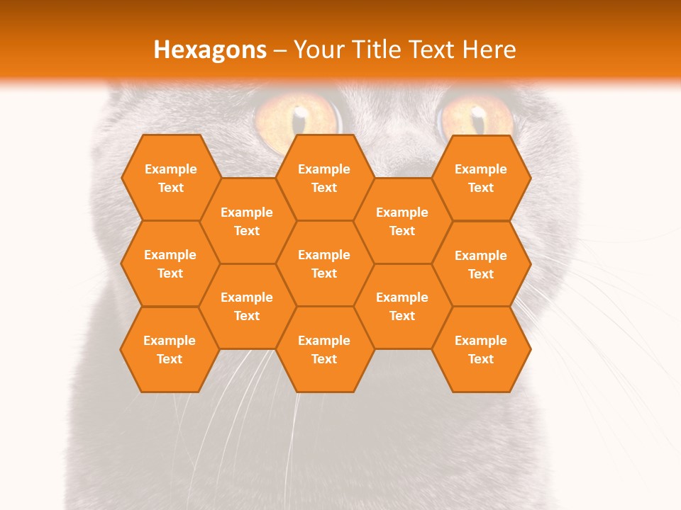 Shorthair Portrait Isolated PowerPoint Template