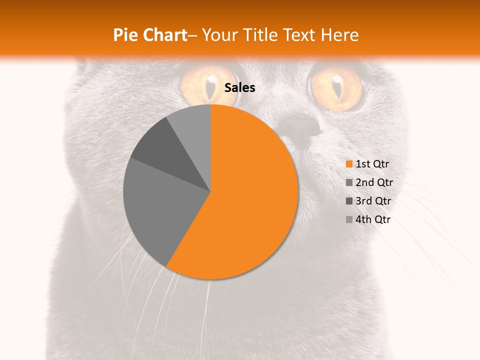 Shorthair Portrait Isolated PowerPoint Template