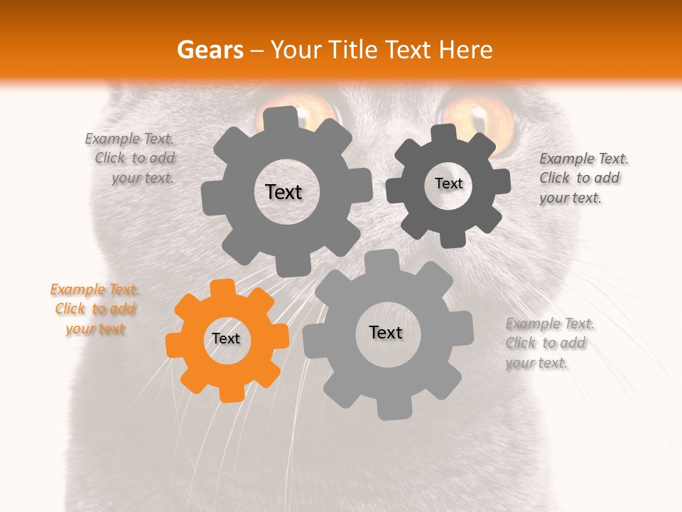 Shorthair Portrait Isolated PowerPoint Template