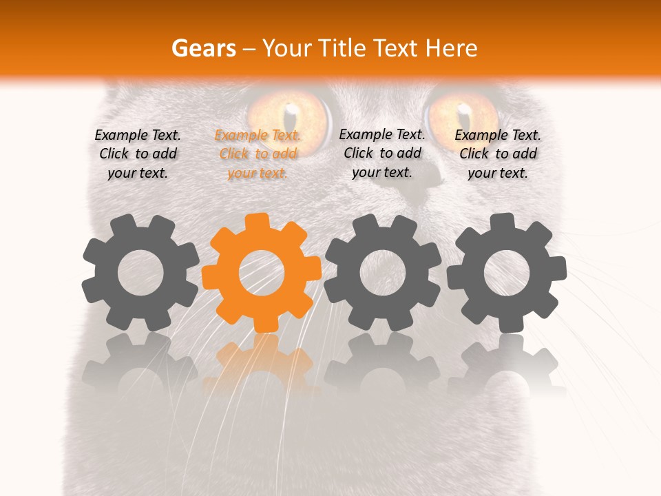 Shorthair Portrait Isolated PowerPoint Template