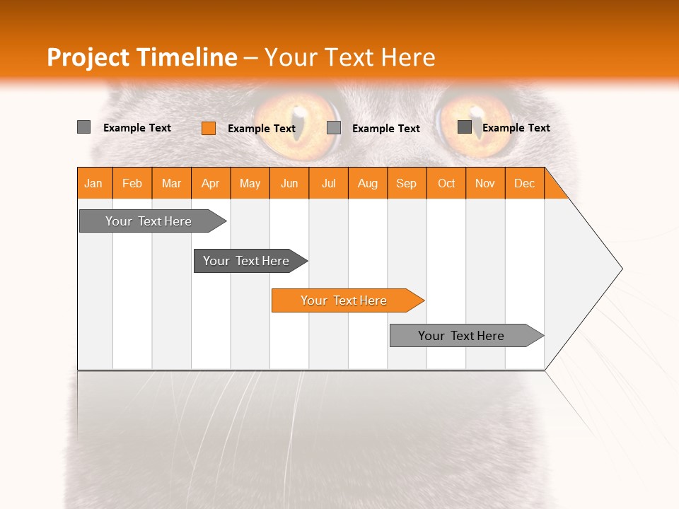 Shorthair Portrait Isolated PowerPoint Template