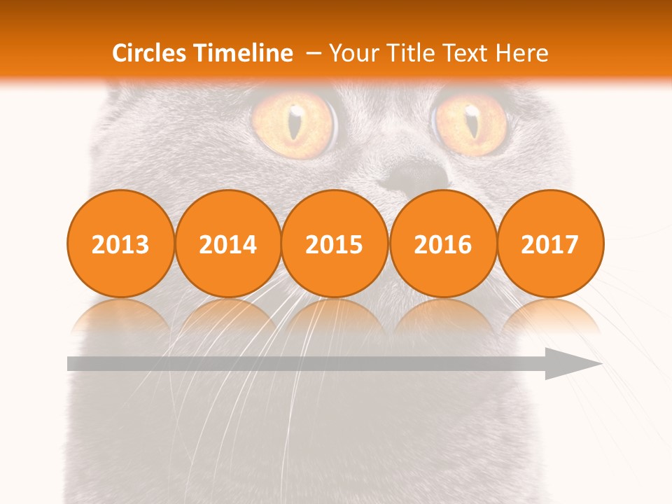 Shorthair Portrait Isolated PowerPoint Template