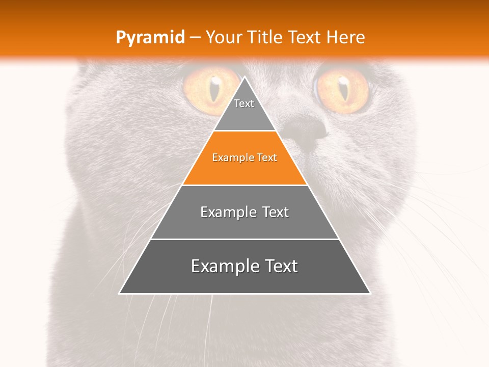 Shorthair Portrait Isolated PowerPoint Template