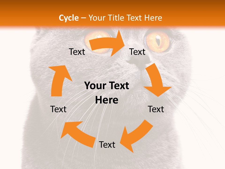Shorthair Portrait Isolated PowerPoint Template