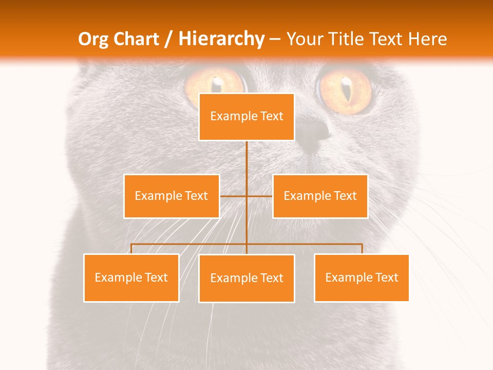 Shorthair Portrait Isolated PowerPoint Template