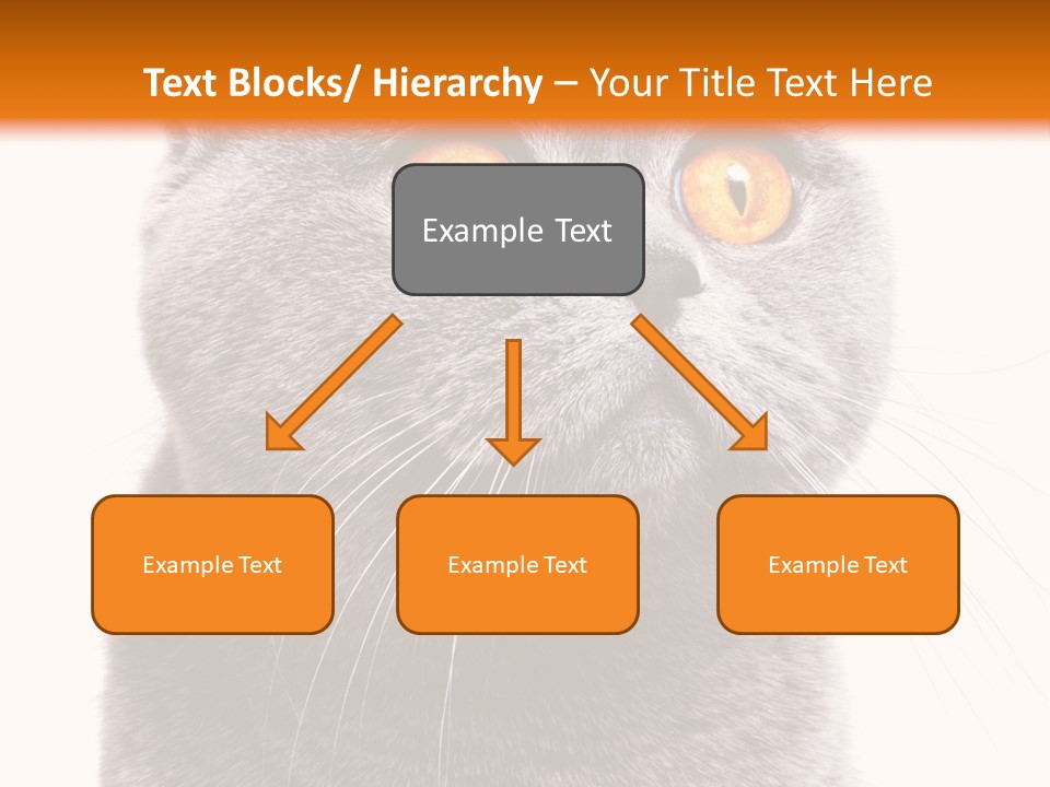 Shorthair Portrait Isolated PowerPoint Template