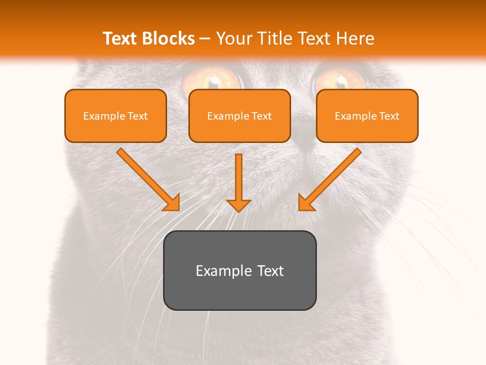 Shorthair Portrait Isolated PowerPoint Template