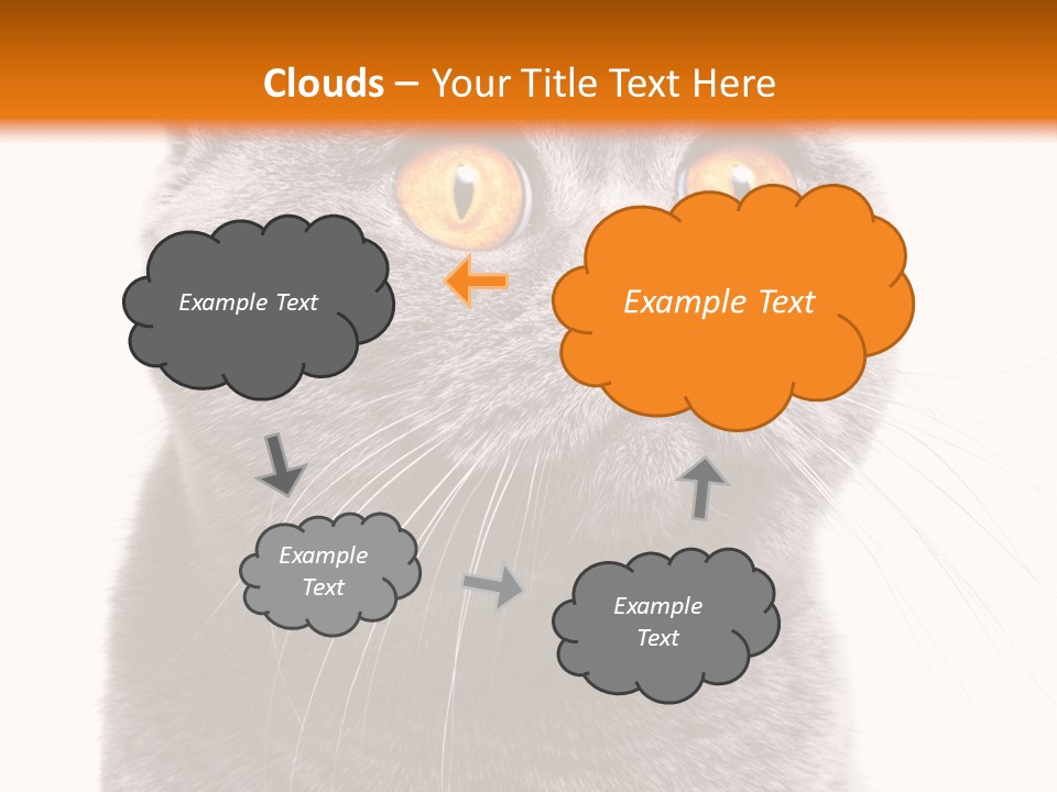 Shorthair Portrait Isolated PowerPoint Template