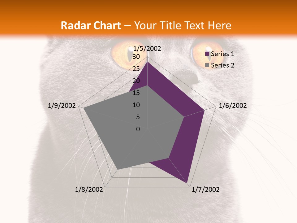 Shorthair Portrait Isolated PowerPoint Template