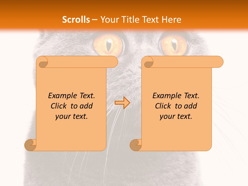 Shorthair Portrait Isolated PowerPoint Template
