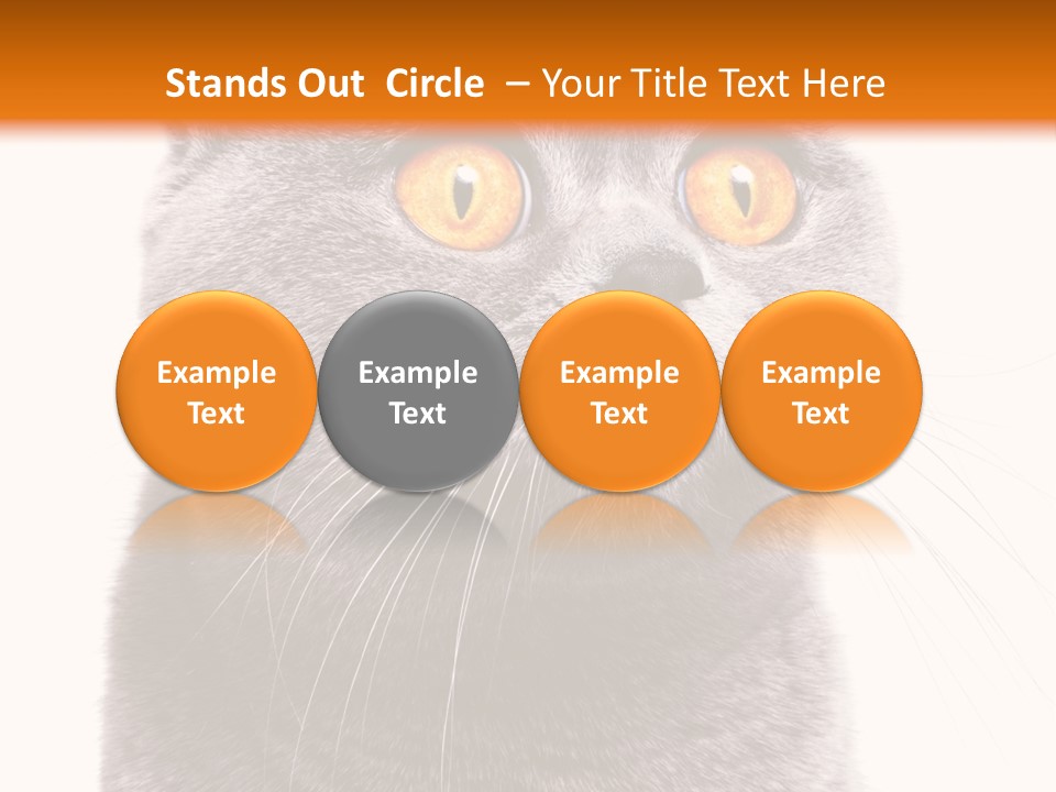 Shorthair Portrait Isolated PowerPoint Template