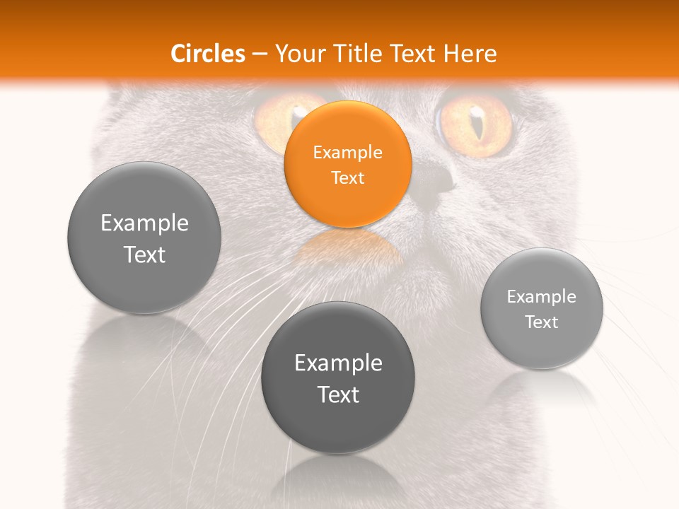 Shorthair Portrait Isolated PowerPoint Template