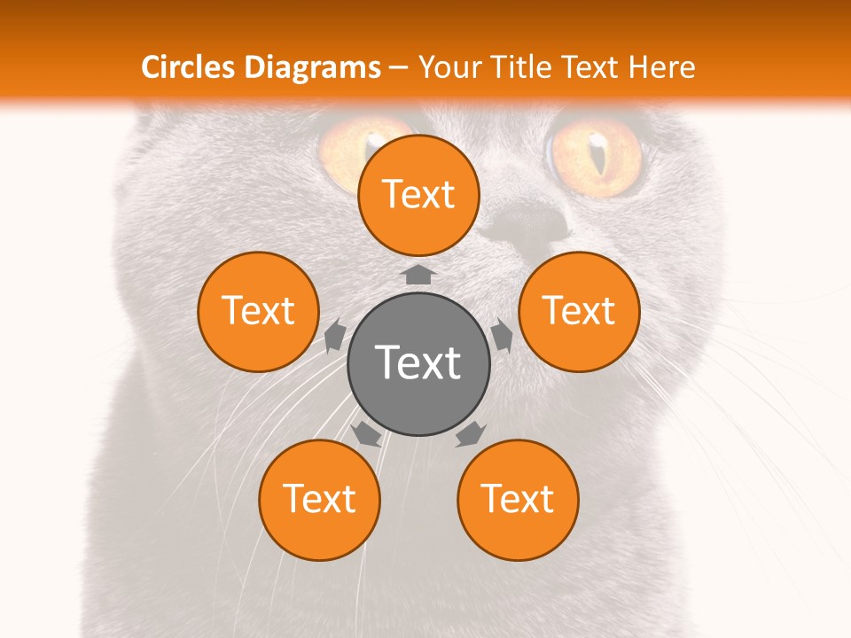 Shorthair Portrait Isolated PowerPoint Template