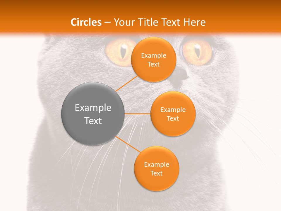 Shorthair Portrait Isolated PowerPoint Template