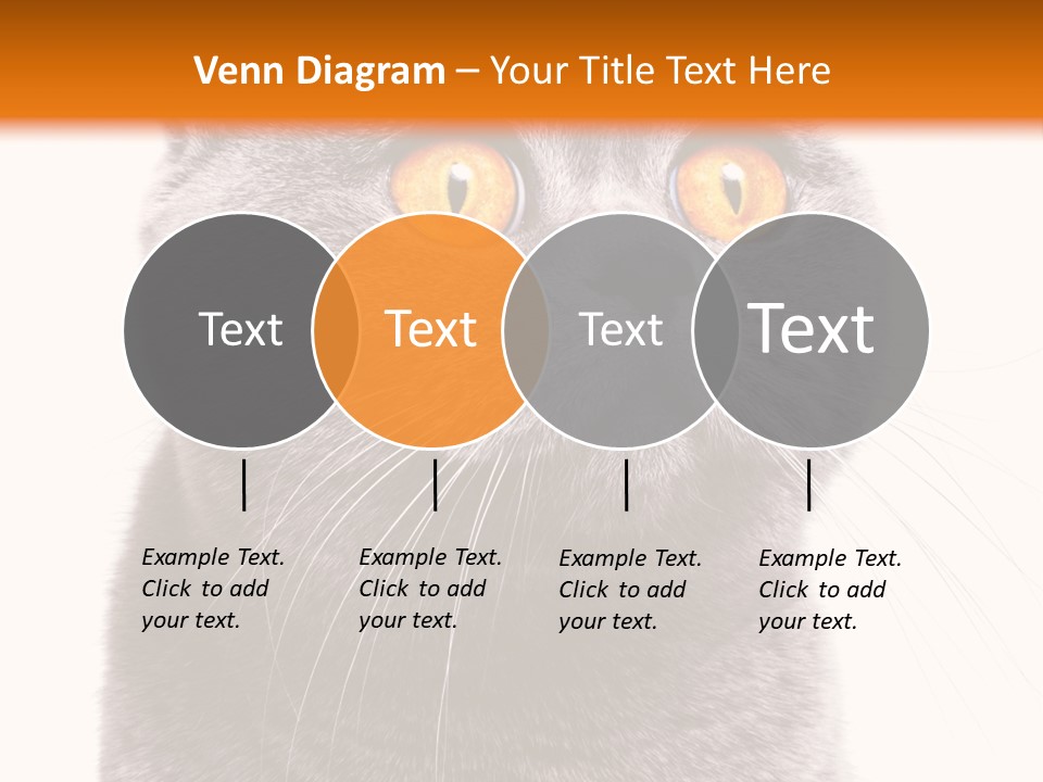 Shorthair Portrait Isolated PowerPoint Template