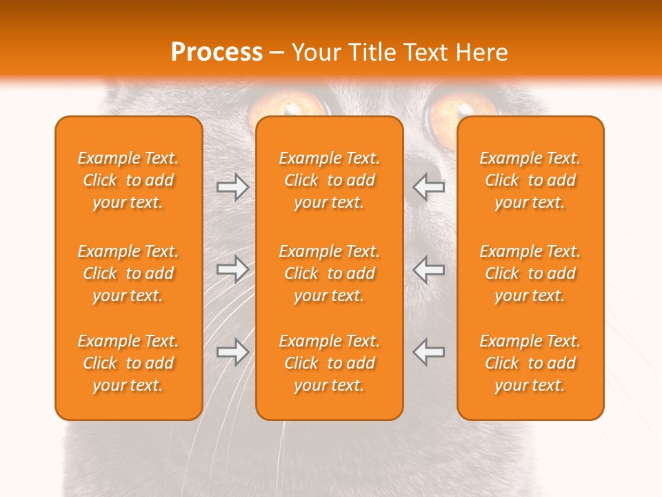 Shorthair Portrait Isolated PowerPoint Template