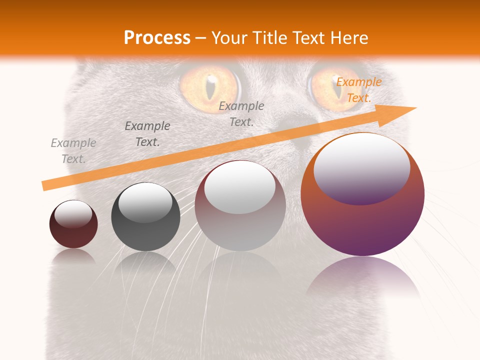 Shorthair Portrait Isolated PowerPoint Template