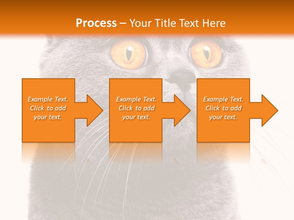 Shorthair Portrait Isolated PowerPoint Template