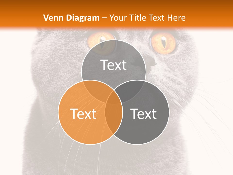 Shorthair Portrait Isolated PowerPoint Template
