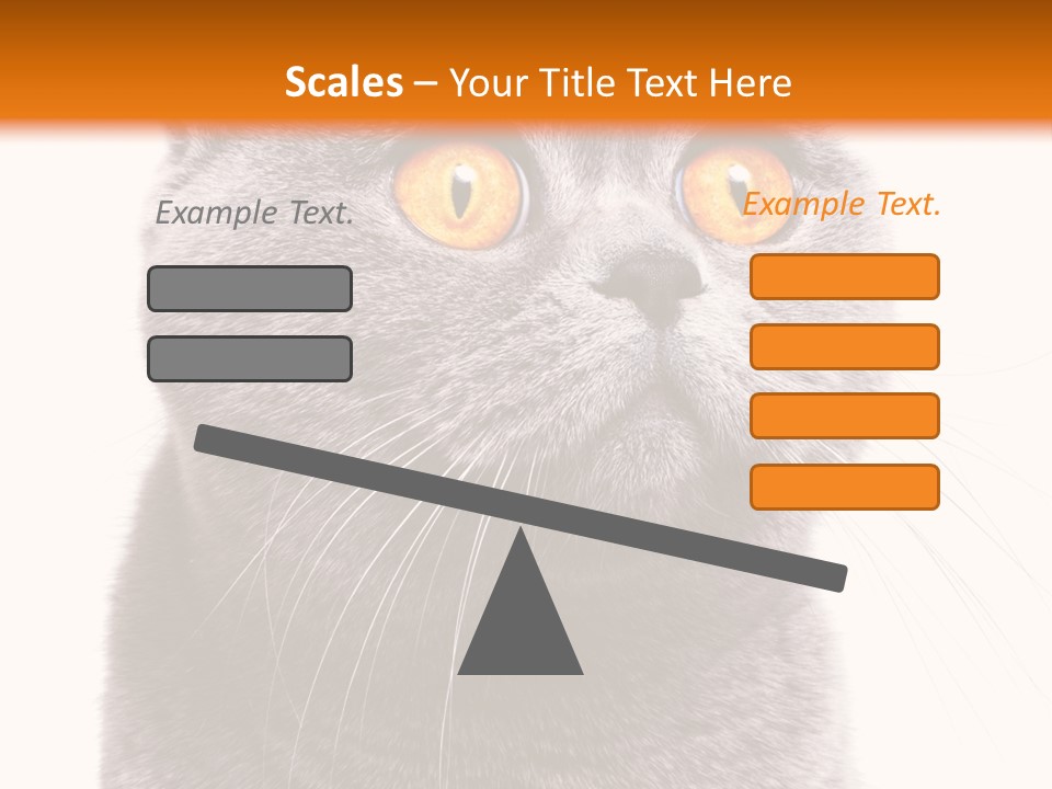 Shorthair Portrait Isolated PowerPoint Template