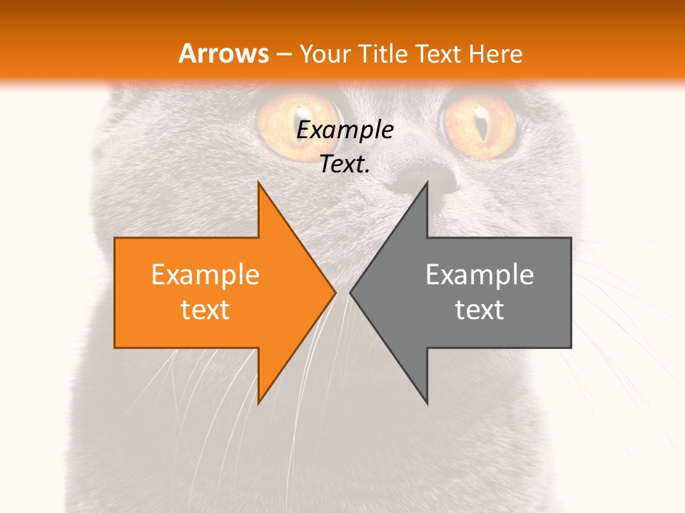 Shorthair Portrait Isolated PowerPoint Template