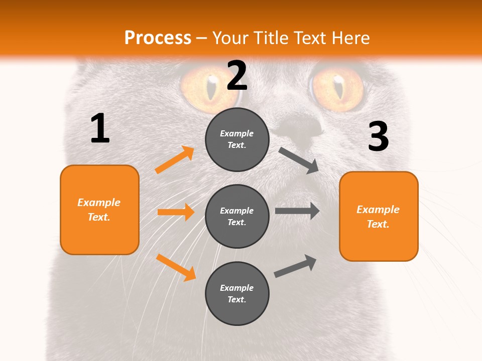 Shorthair Portrait Isolated PowerPoint Template
