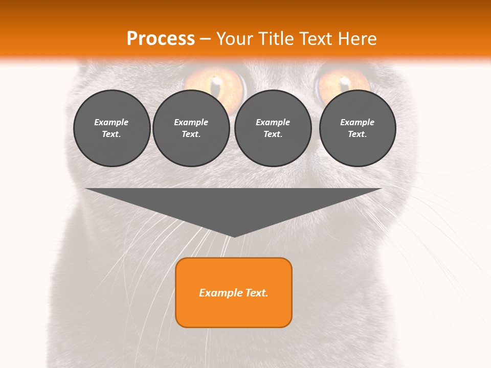 Shorthair Portrait Isolated PowerPoint Template
