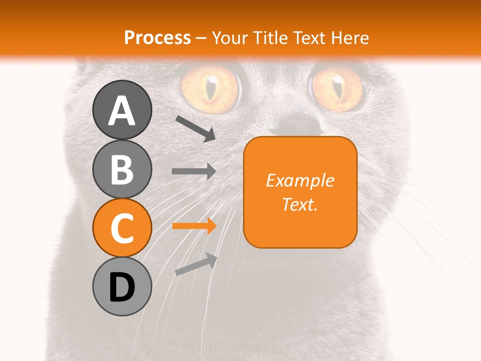 Shorthair Portrait Isolated PowerPoint Template