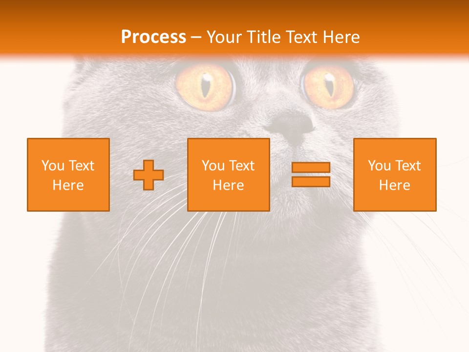 Shorthair Portrait Isolated PowerPoint Template