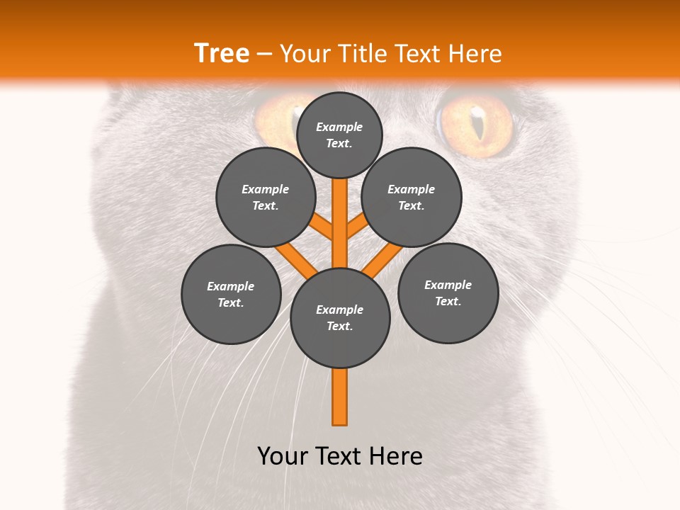 Shorthair Portrait Isolated PowerPoint Template