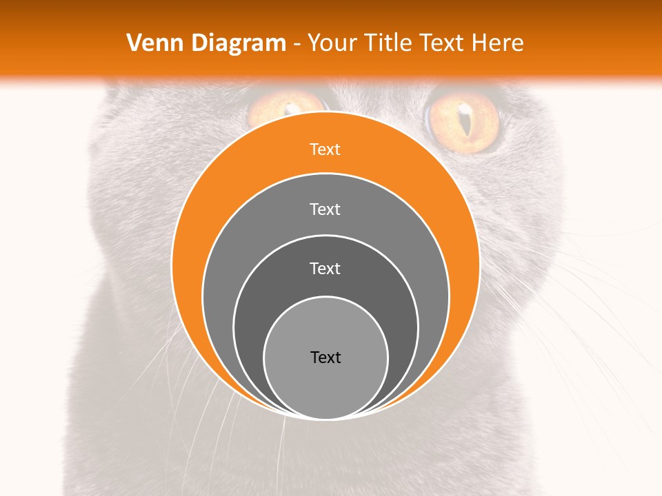 Shorthair Portrait Isolated PowerPoint Template