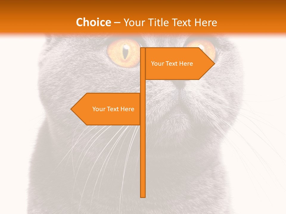 Shorthair Portrait Isolated PowerPoint Template