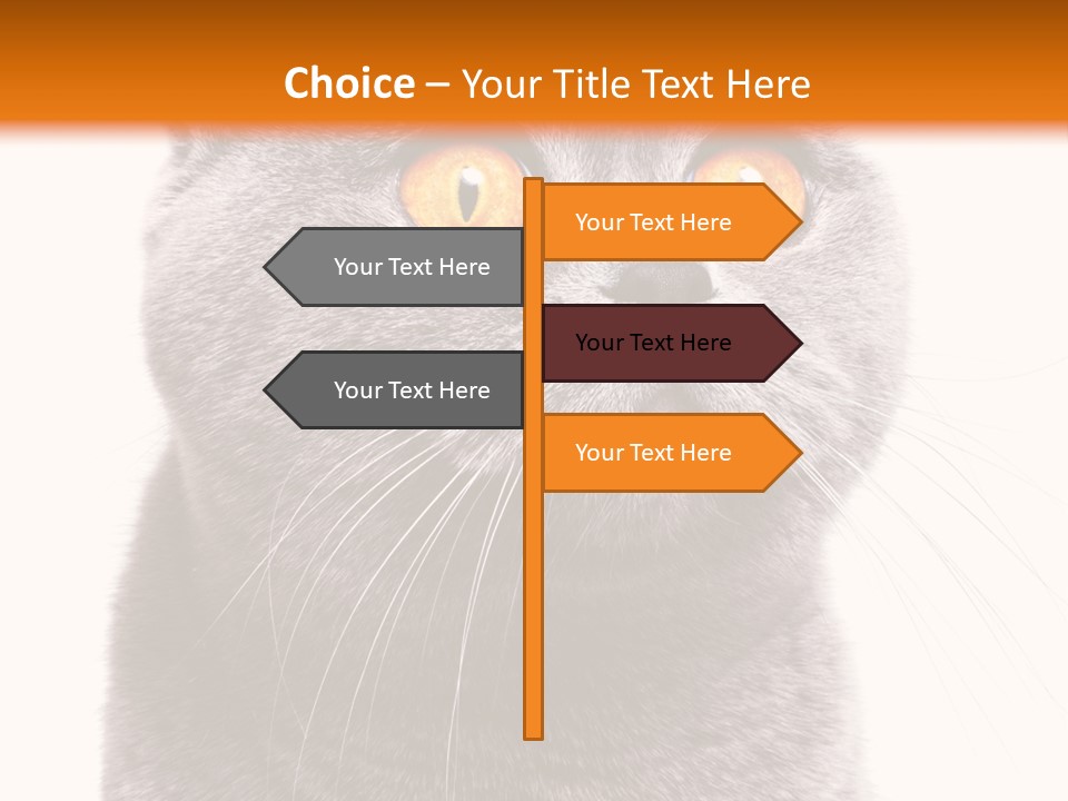 Shorthair Portrait Isolated PowerPoint Template
