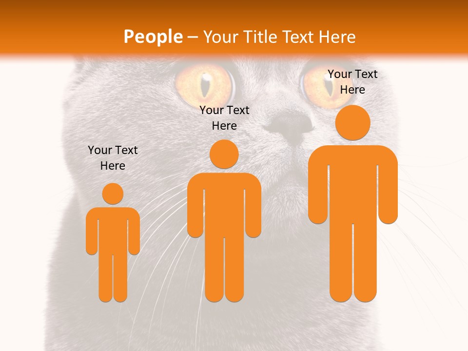 Shorthair Portrait Isolated PowerPoint Template