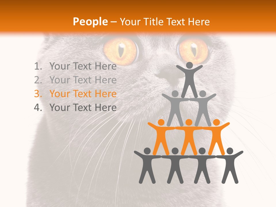 Shorthair Portrait Isolated PowerPoint Template